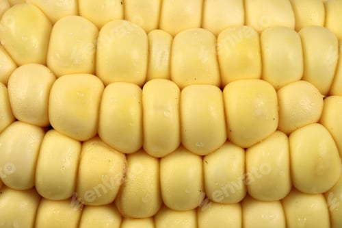 Preview: Fresh, Healthy And Delicious Organic Corn, Perfect Vegetarian Ingredient For All Kinds Of Food