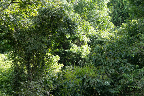 Preview: Beautiful Aerial View Of The Green Rain Forest Trees In Costa Rica