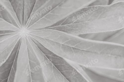 Preview: A Closeup Greyscale Shot Of A Leafy Plant Wallpaper