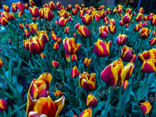 Preview: Beautiful Tulips Of All Types Of Colors In The City Of Chicago,