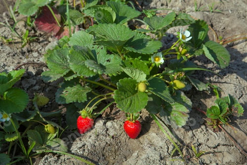 Preview: Strawberries With Its Plant Ready To Harvest