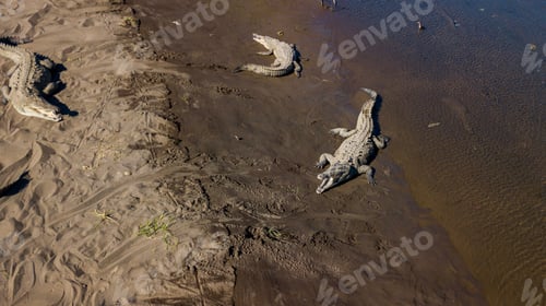 Preview: Aerial View Of The Crocodiles In The Tempisque River In Costa Rica