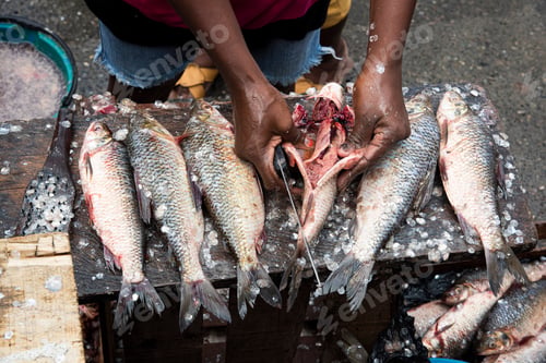 Preview: Preparation Of Bocachico Fish For Sale.