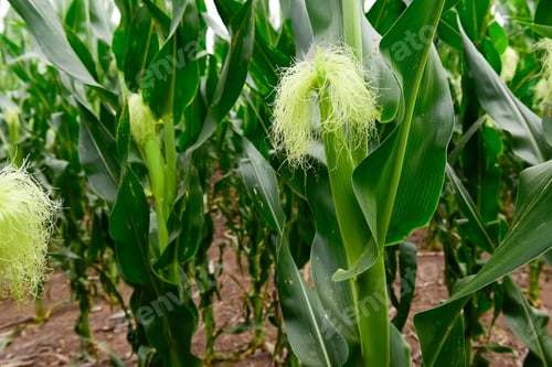Preview: Corn Cob Growing On Plant, Buenos Aires Province, Argentina