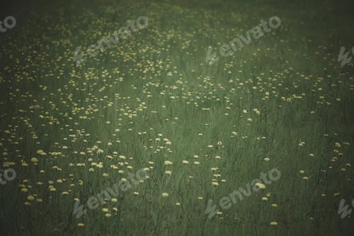 Preview: Flowery Landscape In The Plain, La Pampa, Patagonia, Argentina