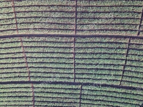 Preview: Crop Fields From The Sky, Aerial View