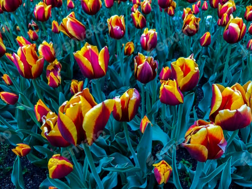 Preview: Beautiful Tulips Of All Types Of Colors In The City Of Chicago,