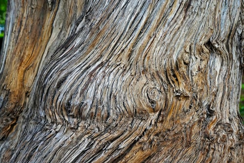 Preview: Tree Trunk Texture, Belo Horizonte, Brazil