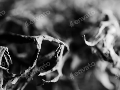 Preview: A Macro Monochrome Shot Of A Tree Moss Pseudevernia Furfuracea, Selective Focus