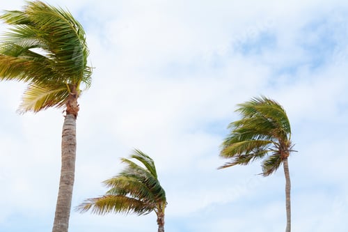 Preview: Palm Trees Under Blue Sky And Clouds.