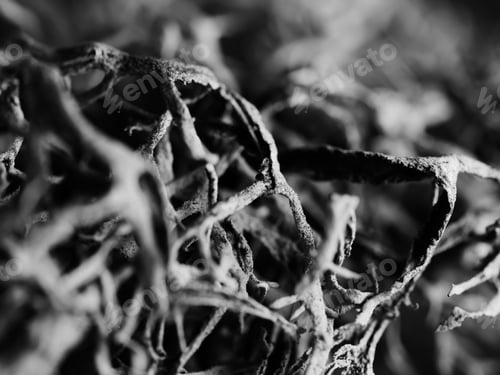 Preview: A Macro Monochrome Shot Of A Tree Moss Pseudevernia Furfuracea, Selective Focus
