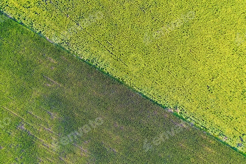 Preview: Corn And Sunflower Cultivation, Buenos Aires Province, Argentina