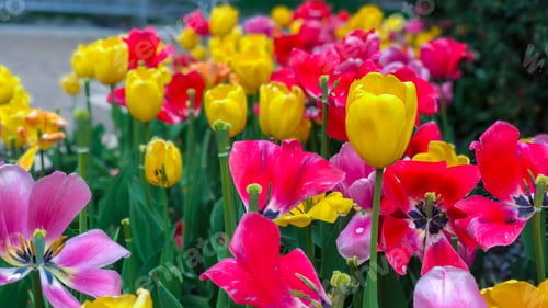 Preview: Beautiful Tulips Of All Types Of Colors In The City Of Chicago,