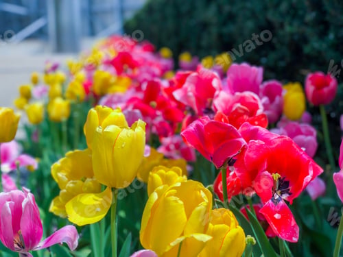 Preview: Beautiful Tulips Of All Types Of Colors In The City Of Chicago,