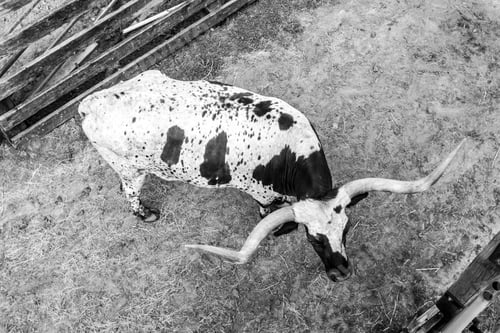 Preview: A Greyscale Shot Of A Bull With Long Horns In A Farm