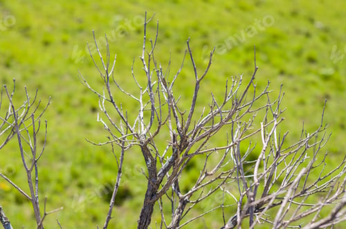 Preview: Dry Twigs On Green Background