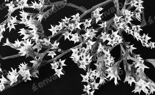 Preview: Beautiful White Plant Branch On A Black Background