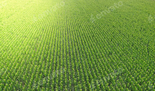 Preview: Sunflower Cultivation, Aerial View, In Pampas Region, Argentina