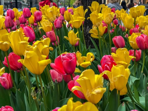 Preview: Beautiful Tulips Of All Types Of Colors In The City Of Chicago,