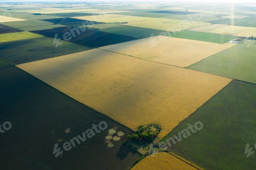 Preview: Wheat Field Ready To Harvest, In The Pampas Plain, La Pampa, Argentina.