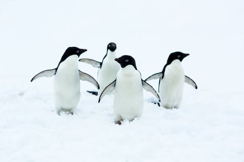 Preview: Beautiful Landscape And Scenery In Antarctica. Freezing