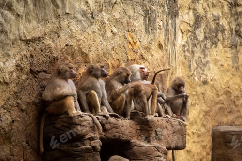 Preview: Baboon Monkeys Sitting And Rough Textured Wall.