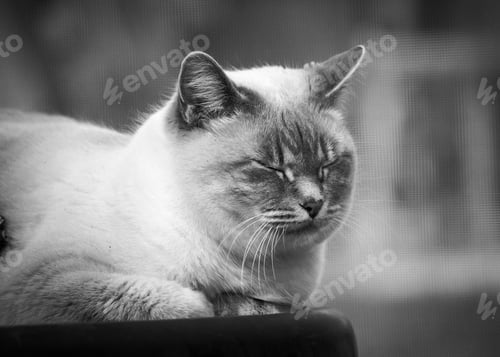 Preview: A Grayscale Shot Of A Cute Fluffy Cat Sleeping Under The Lights With A Blurry Background