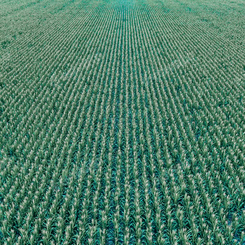 Preview: Sunflower Cultivation, Aerial View, In Pampas Region, Argentina.