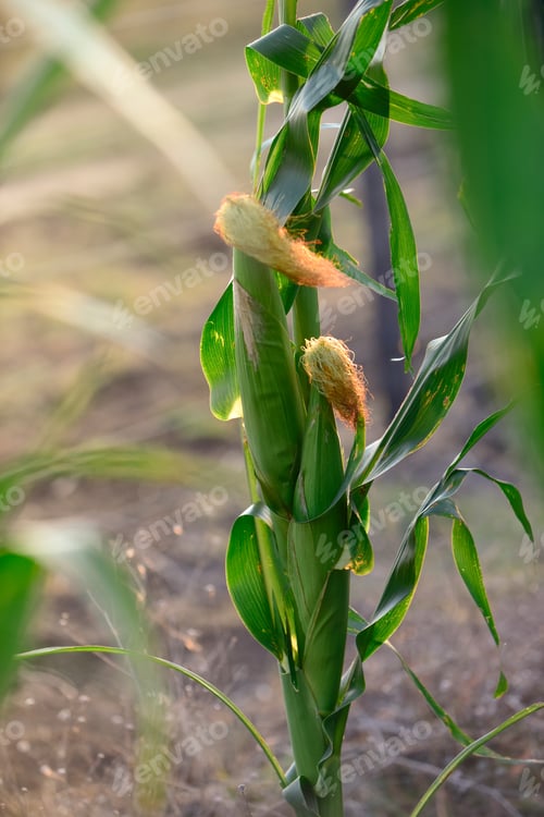 Preview: Cornfield In La Pampa Province, Argentina