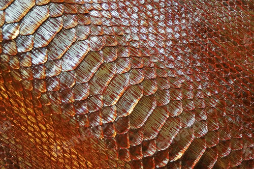 Preview: Painted Snake Skin Texture Background