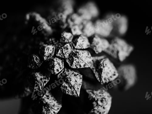 Preview: A Grayscale Macro Shot Of A Cedar Cone - For Backgrounds And Textures
