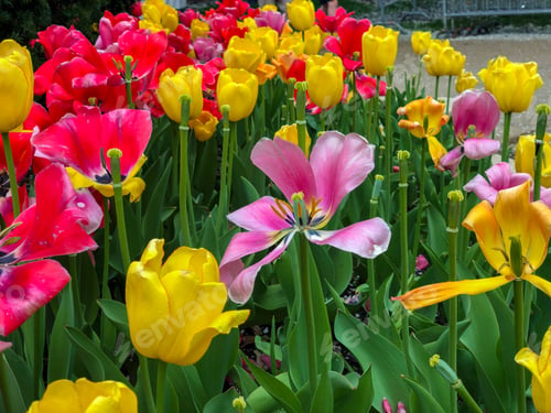 Preview: Beautiful Tulips Of All Types Of Colors In The City Of Chicago,