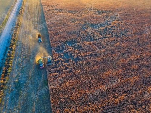 Preview: Sorghum Harvest, In La Pampa, Argentina