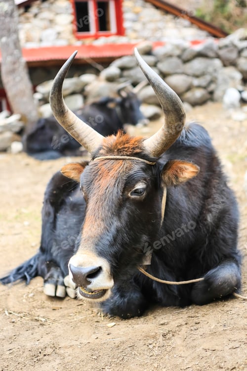 Preview: Trekking To Everest Base Camp In Nepal. Asia.