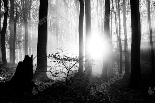 Preview: A Grayscale Shot Of A Forest Covered In Trees And Dry Leaves Under The Bright Sunlight In Autumn