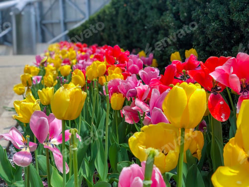 Preview: Beautiful Tulips Of All Types Of Colors In The City Of Chicago,