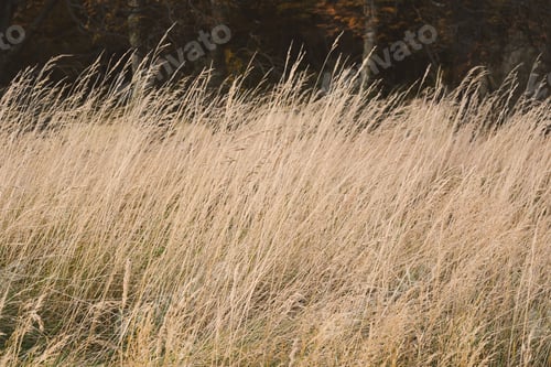 Preview: Close-Up Of Wheat Field In Beautiful Landscape.
