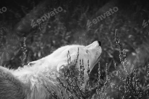 Preview: A Grayscale Shot Of A White Akita Lying On The Ground Under The Sunlight With A Blurry Background