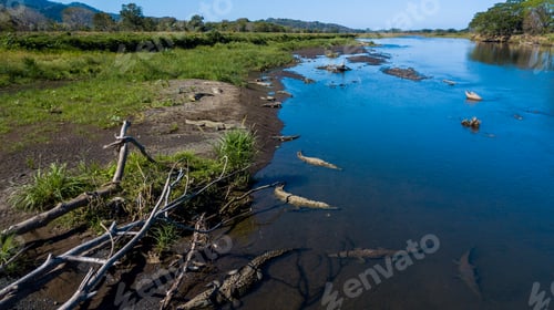 Preview: Aerial View Of The Crocodiles In The Tempisque River In Costa Rica