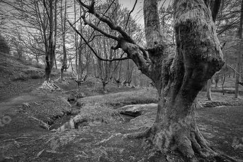 Preview: A Grayscale Shot Of Bare Trees At Otzarreta Beech Forest In Gorbea Natural Park, Spain