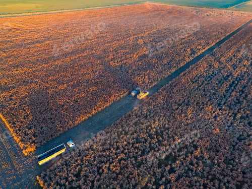 Preview: Sorghum Harvest, In La Pampa, Argentina