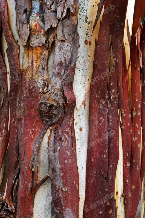 Preview: Eucalyptus Trunk In The Countryside, Prados, Minas Gerais, Brazil
