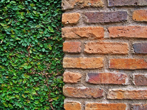Preview: Creeping Fig And Brick Wall Background