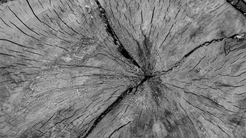 Preview: Wood Texture Background Cross Section In High Contrast Of Large Birch Log In Black And White