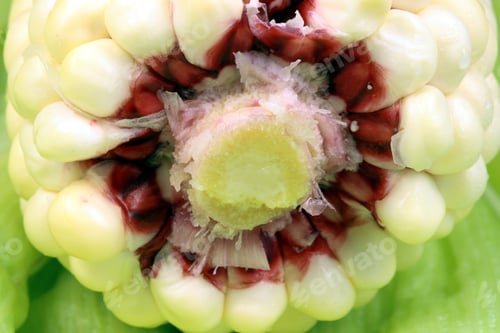 Preview: Fresh, Healthy And Delicious Organic Corn, Perfect Vegetarian Ingredient For All Kinds Of Food