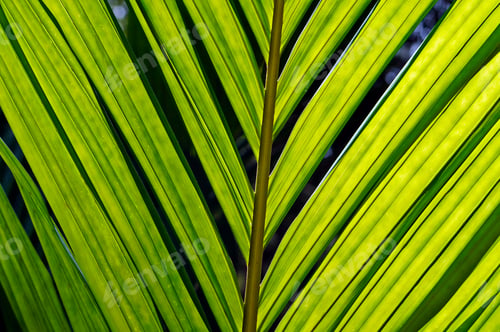 Preview: Palm Tree Leaf At The Rainforest