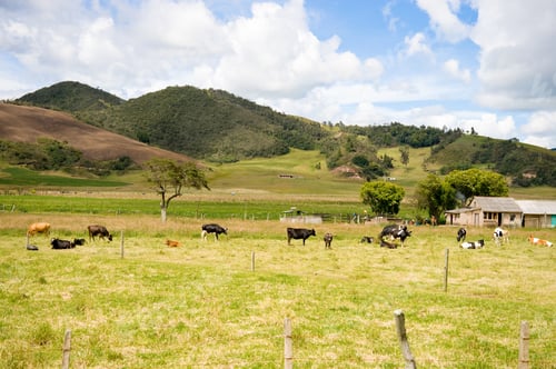 Preview: Colombian Fields, Cows, Farms And Mountains