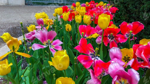 Preview: Beautiful Tulips Of All Types Of Colors In The City Of Chicago,