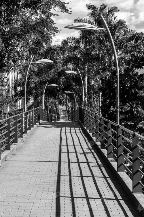 Preview: Pedestrian Bridge And Palm Trees, Trees With Blue Sky. Black And White.