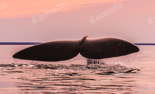 Preview: Whale Tail In Peninsula Valdes,, Patagonia, Argentina